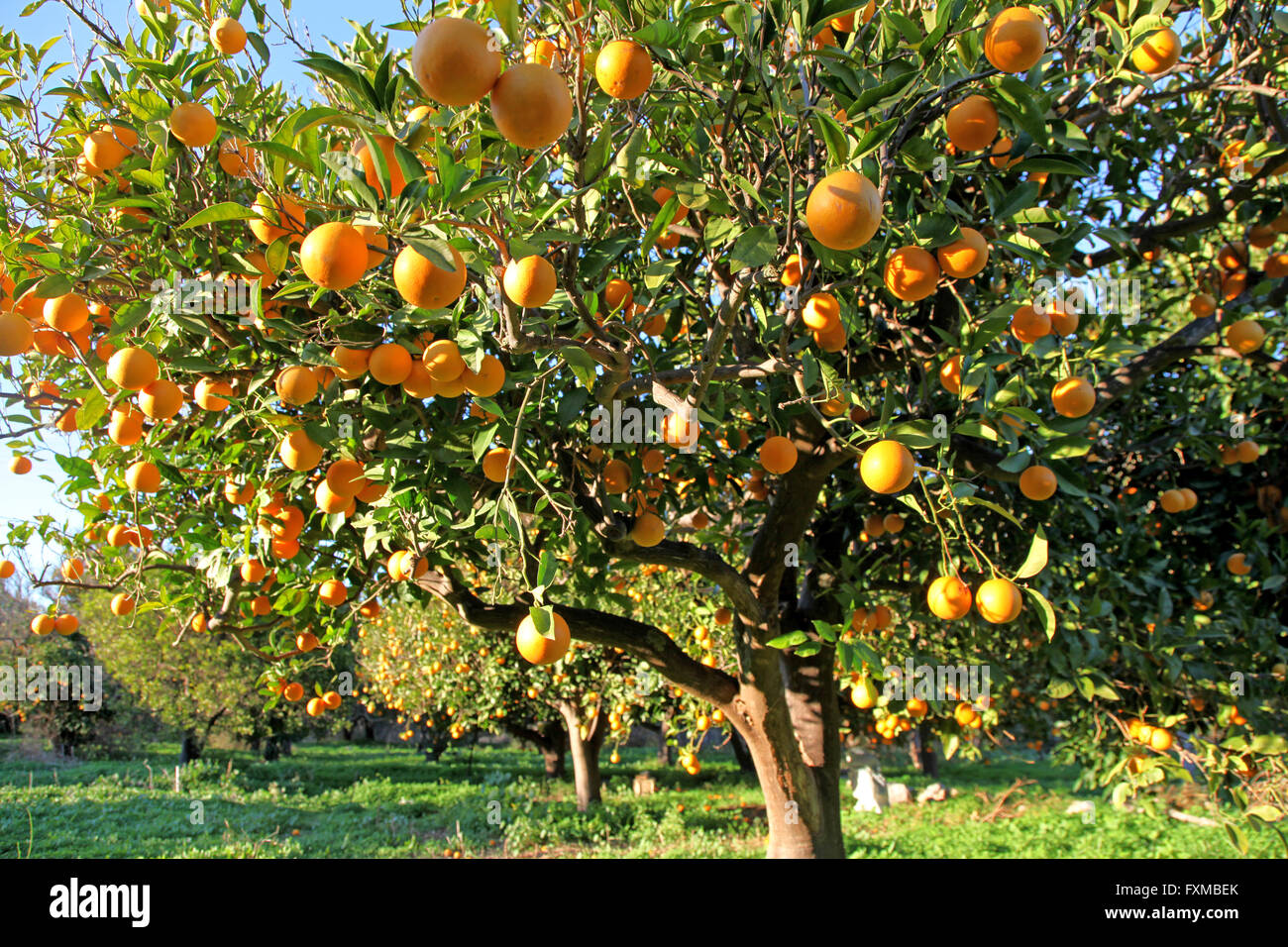 Huge crop of large greek oranges on a tree with an orange orchard