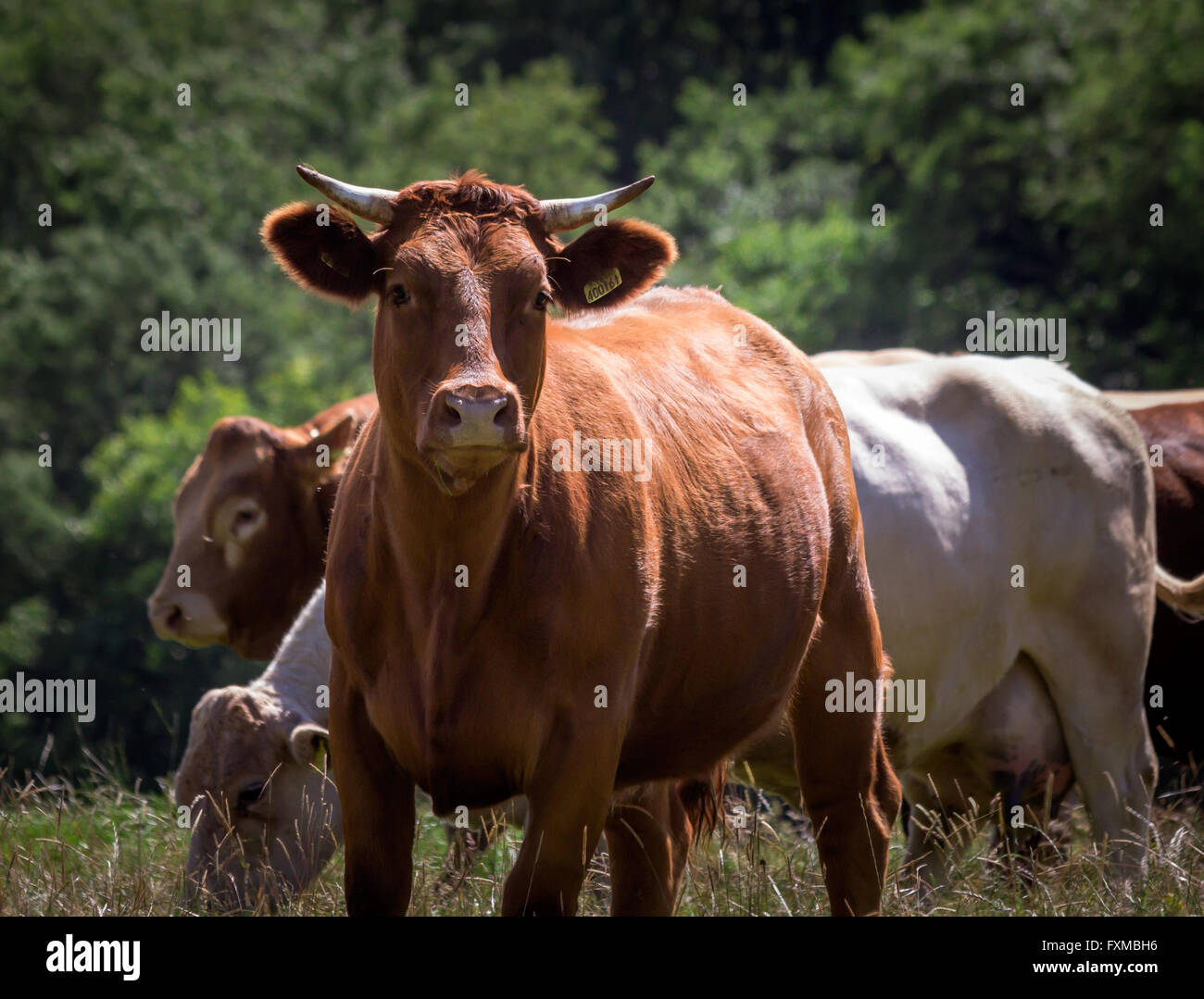 Jersey Cow Looking at You Stock Photo