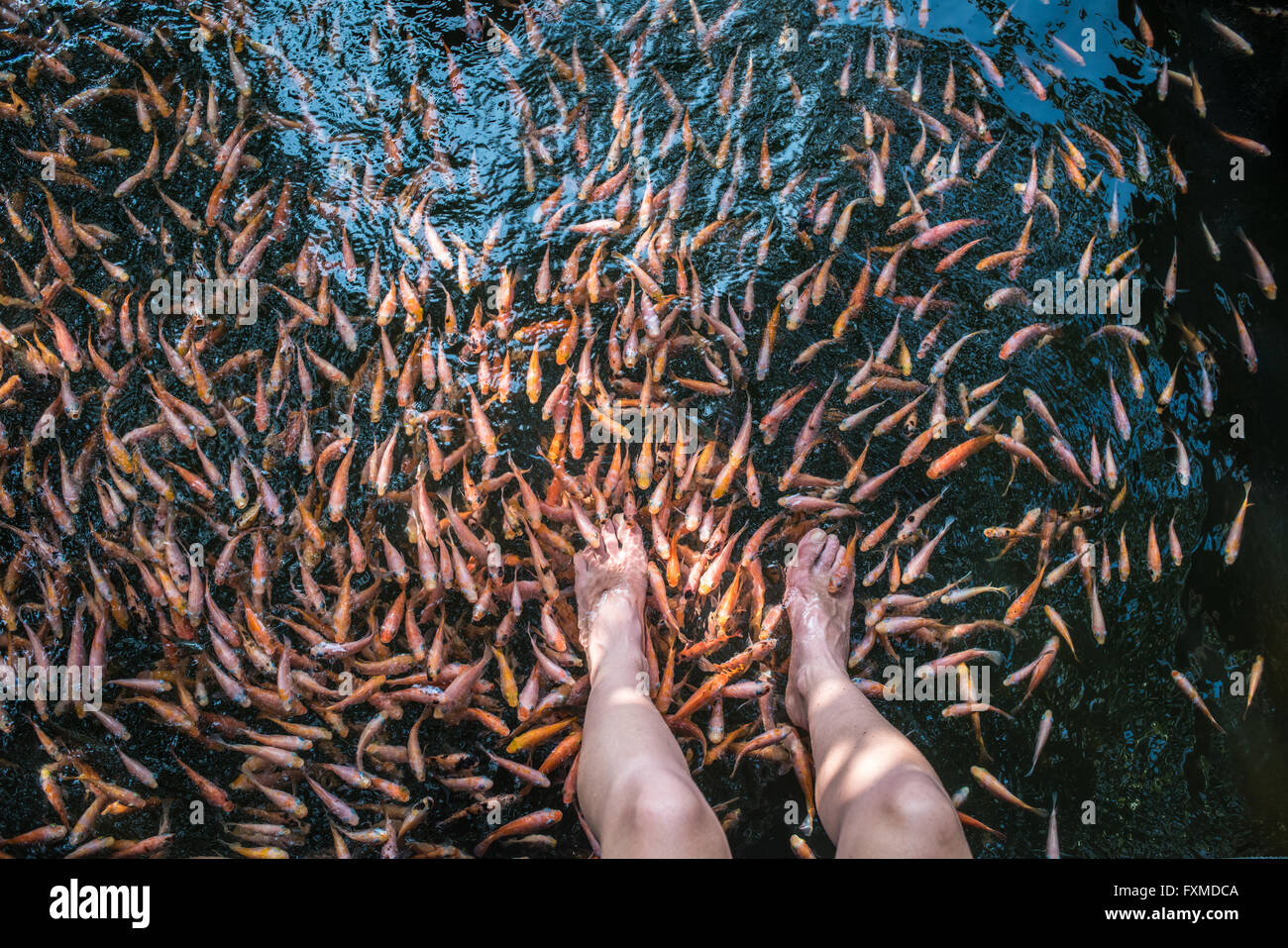 Natural fish spa therapy and foot massage Stock Photo Alamy