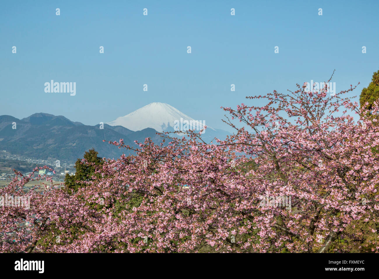 Matsuda Herb Garden, Kanagawa, Japan Stock Photo