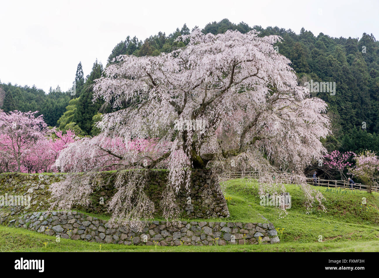 Matabei Cherry Blossoms, Uda, Japan Stock Photo