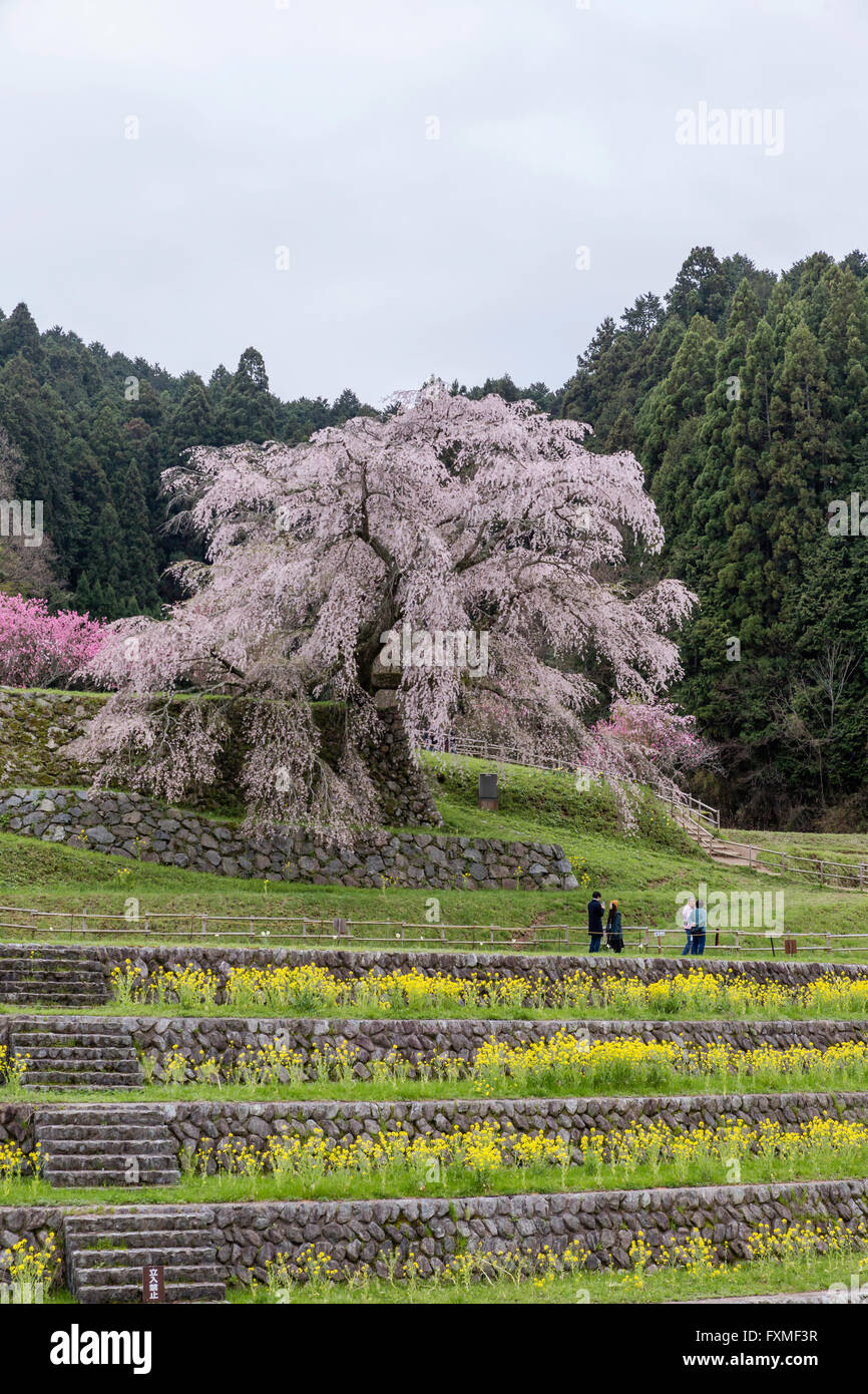 Matabei Cherry Blossoms, Uda, Japan Stock Photo