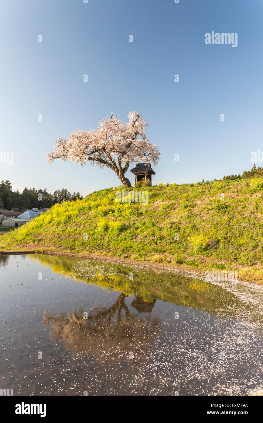 National Hitachi Seaside Park Hitachinaka Asia Japan Stock Photo Alamy national-hitachi-seaside-park-hitachinaka-asia-japan-stock-photo-alamy