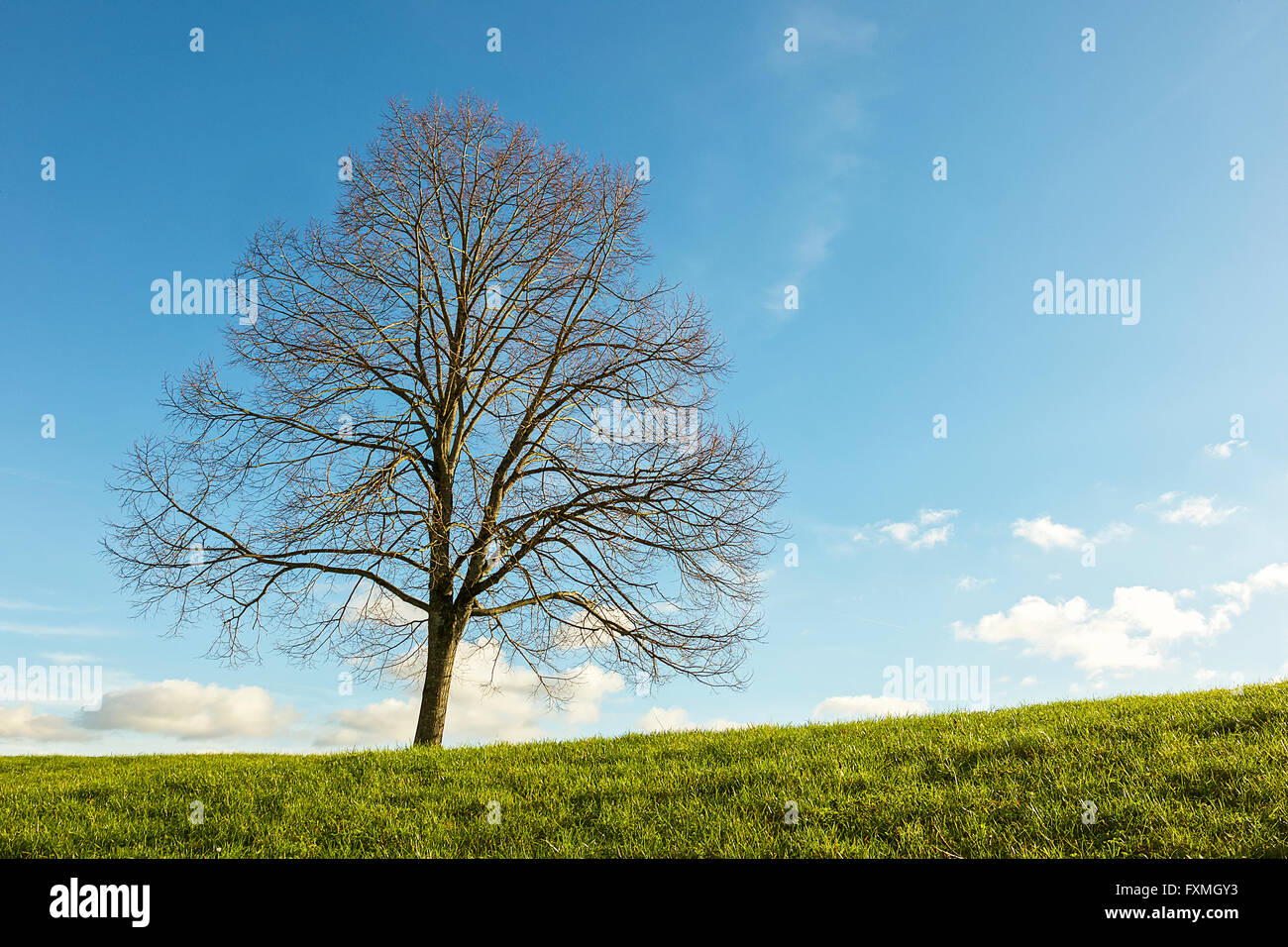 Tree against Blue Sky Stock Photo