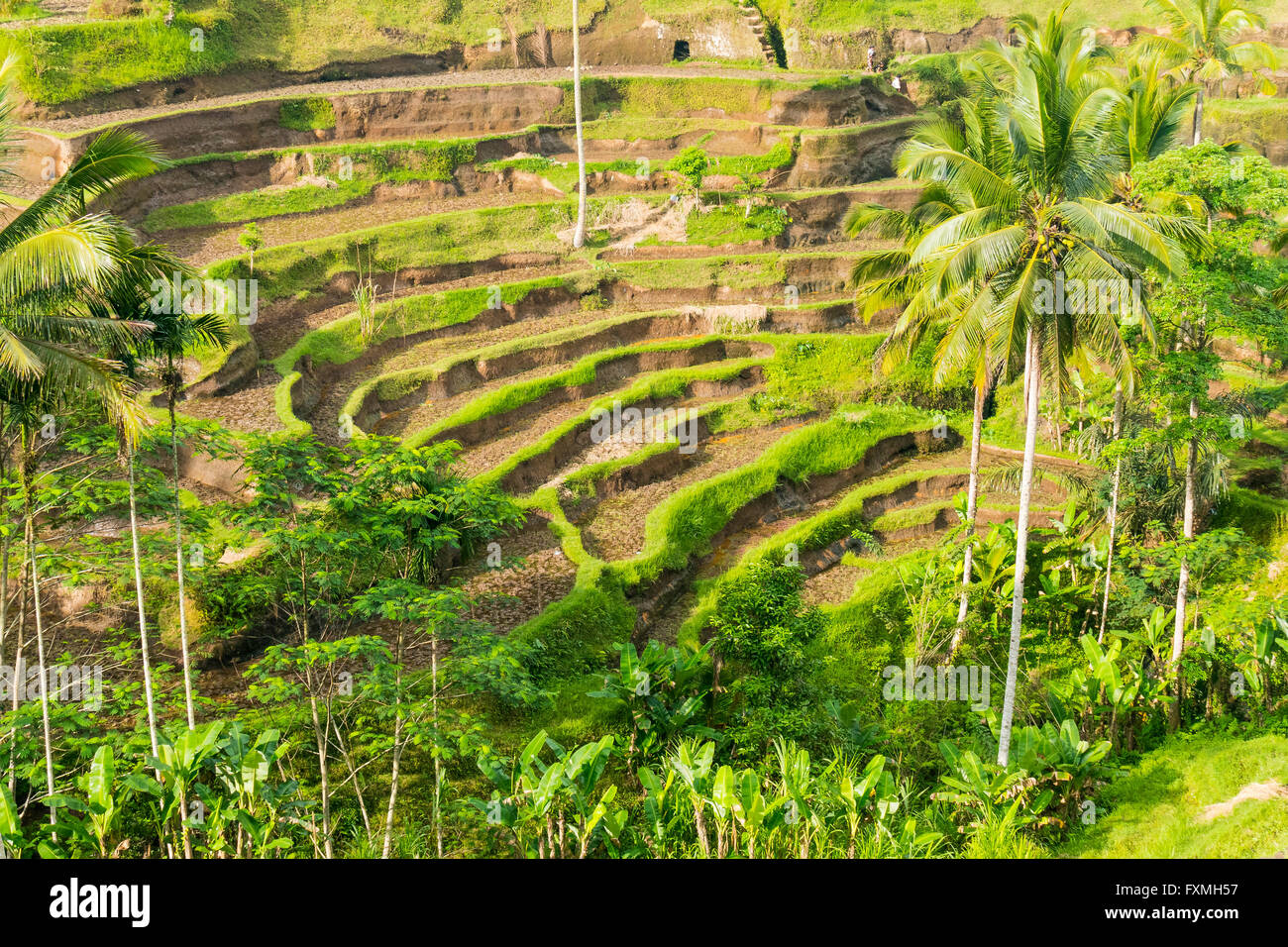 Tegalalang Rice Terrace, Ubud, Bali, Indonesia Stock Photo