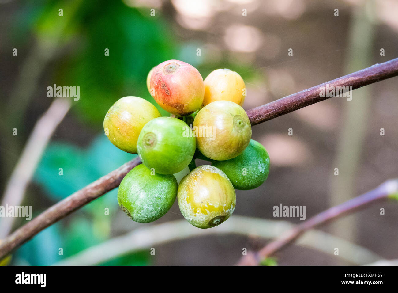 Coffee Berry, Ubud, Bali, Indonesia Stock Photo Alamy