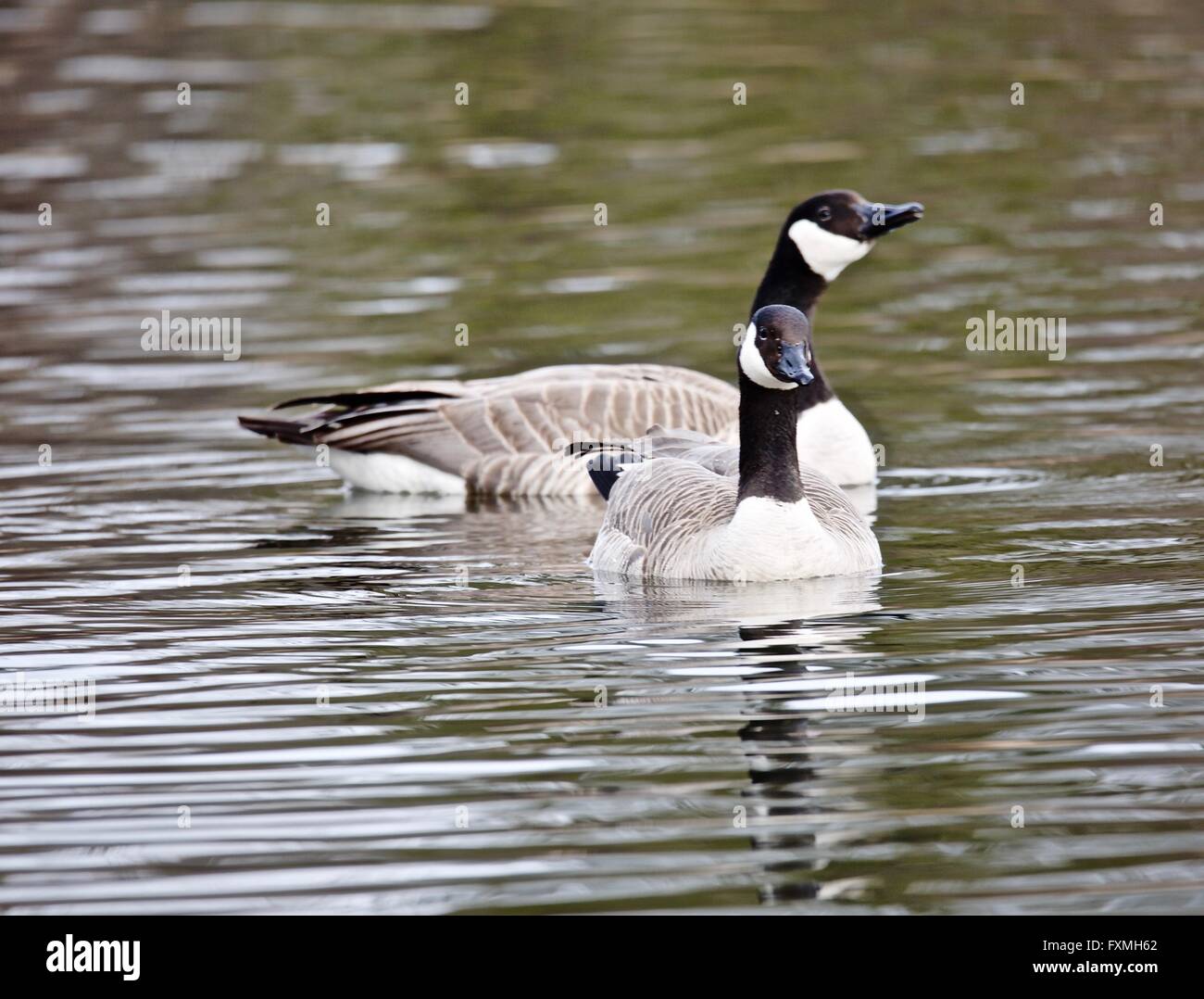 'Canada' 'Geese' 'Pond' 'Water' 'Park' 'Outdoors' Stock Photo
