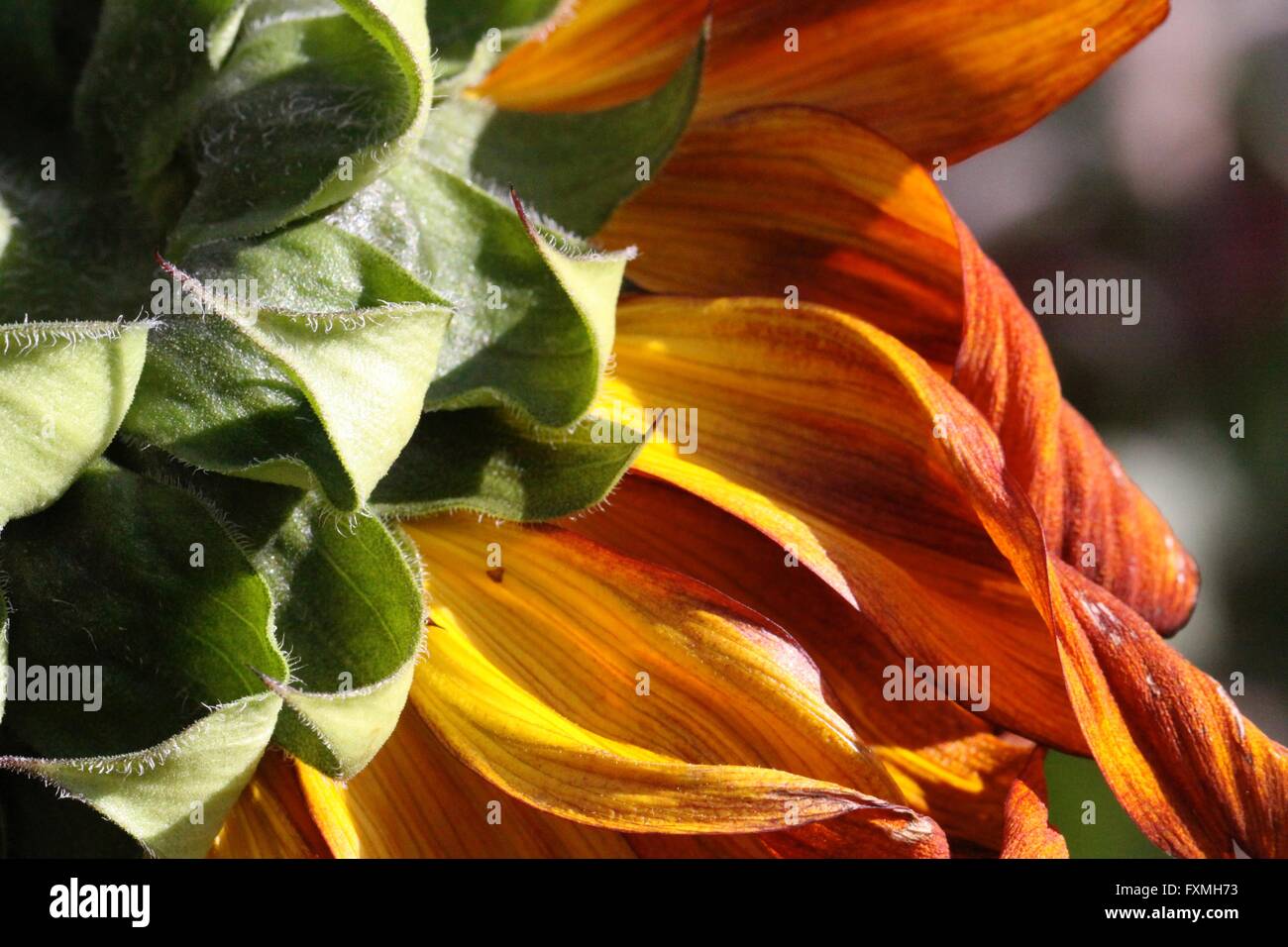 Macro Orange Sunflower Stock Photo