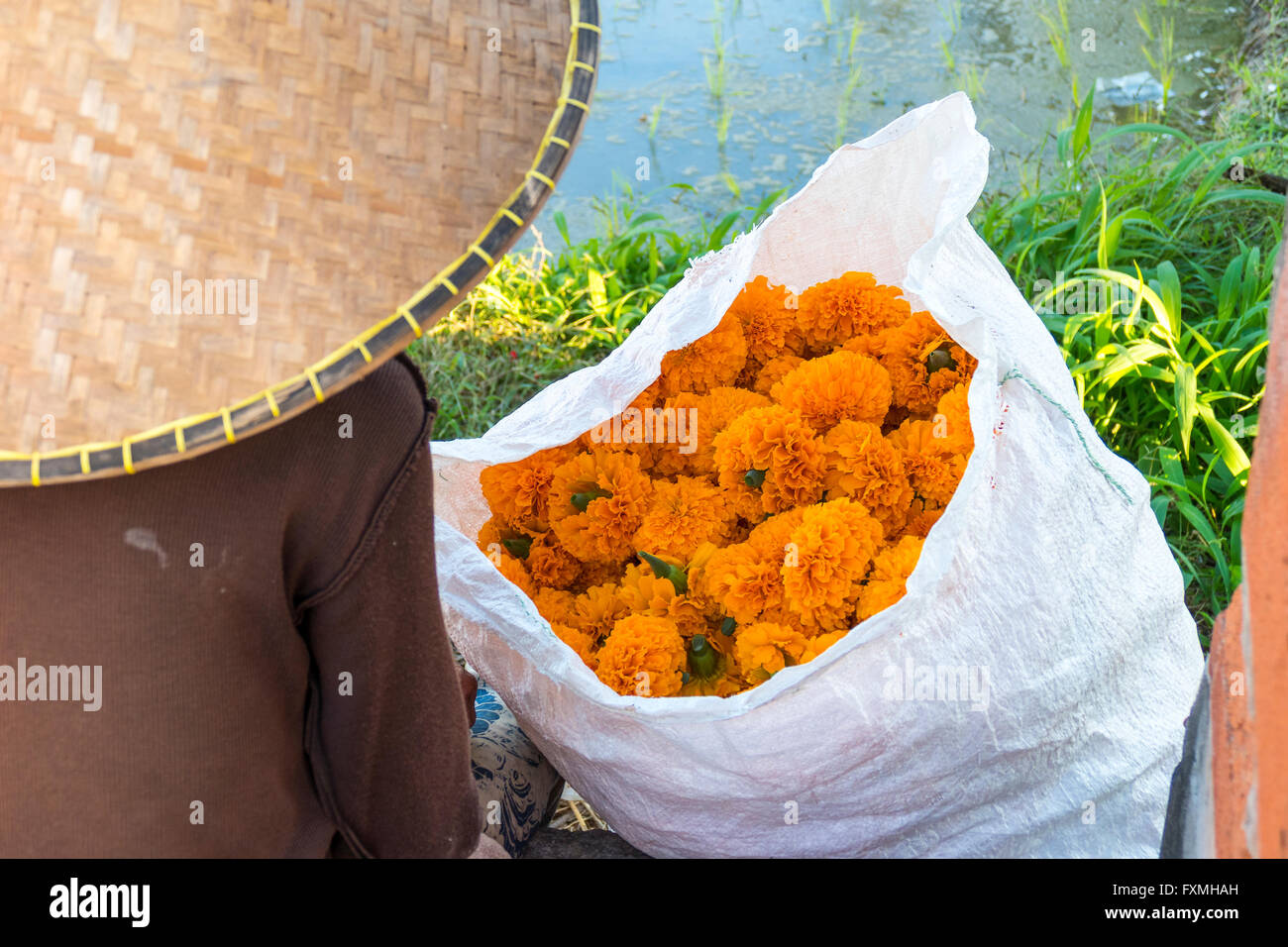 Marigolds, Bedugul, Bali, Indonesia Stock Photo