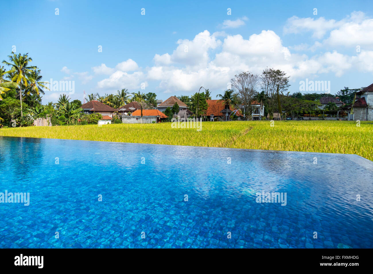 Pool and  Rice Fields, Ubud, Bali, Indonesia Stock Photo