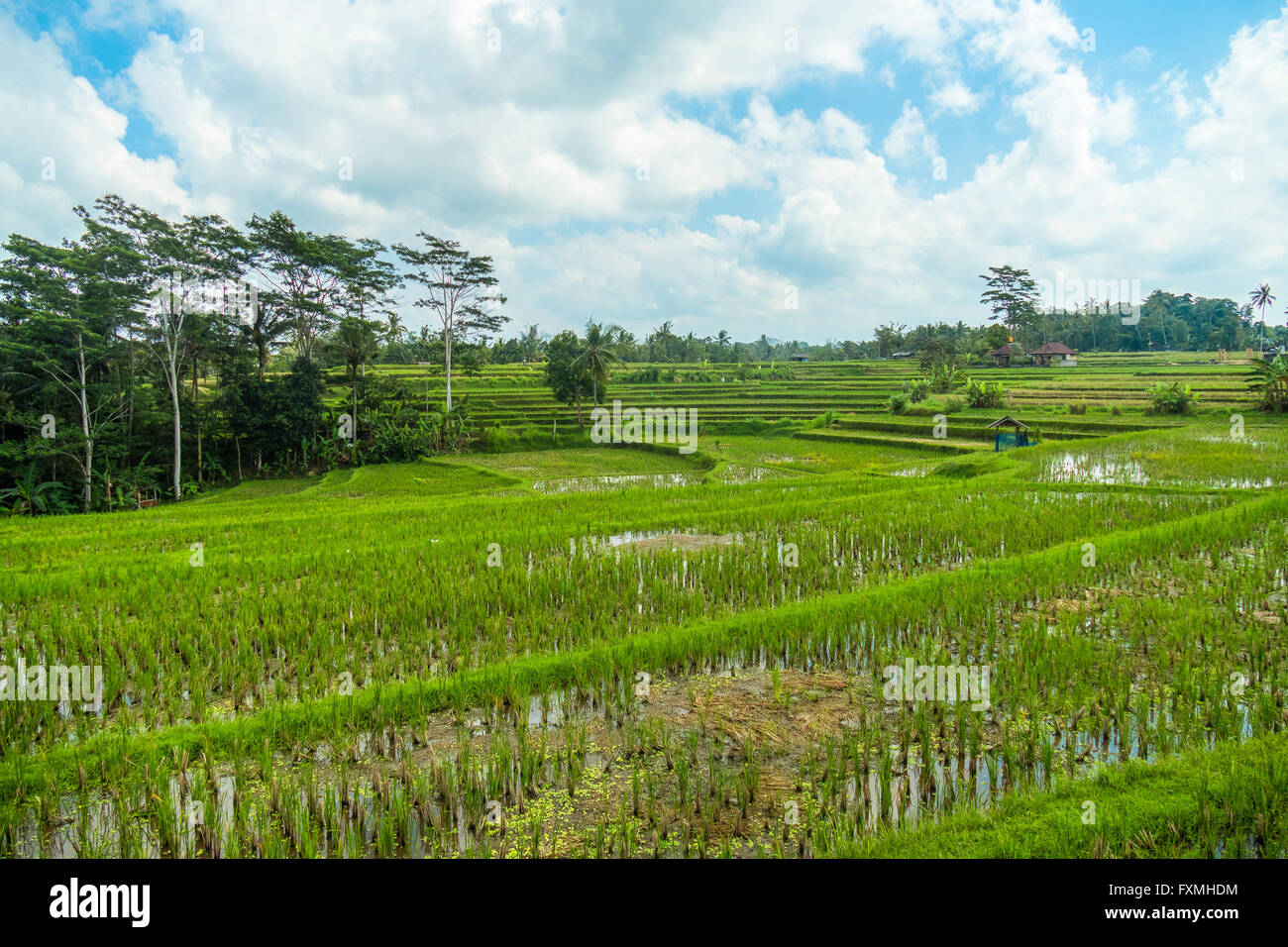 Terraced Rice Fields, Ubud, Bali, Indonesia Stock Photo