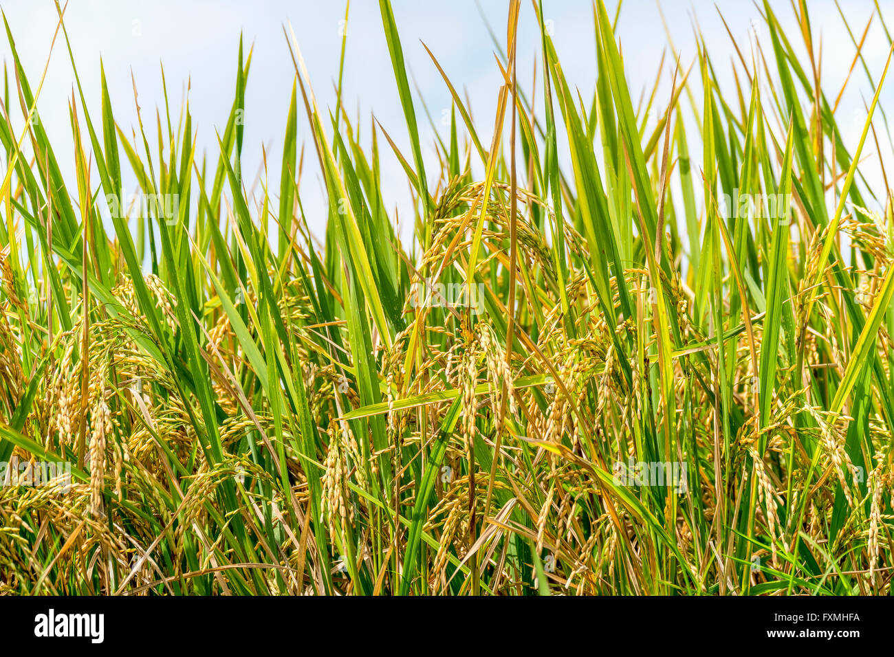 Rice Fields, Jatiluwih, Bali, Indonesia Stock Photo