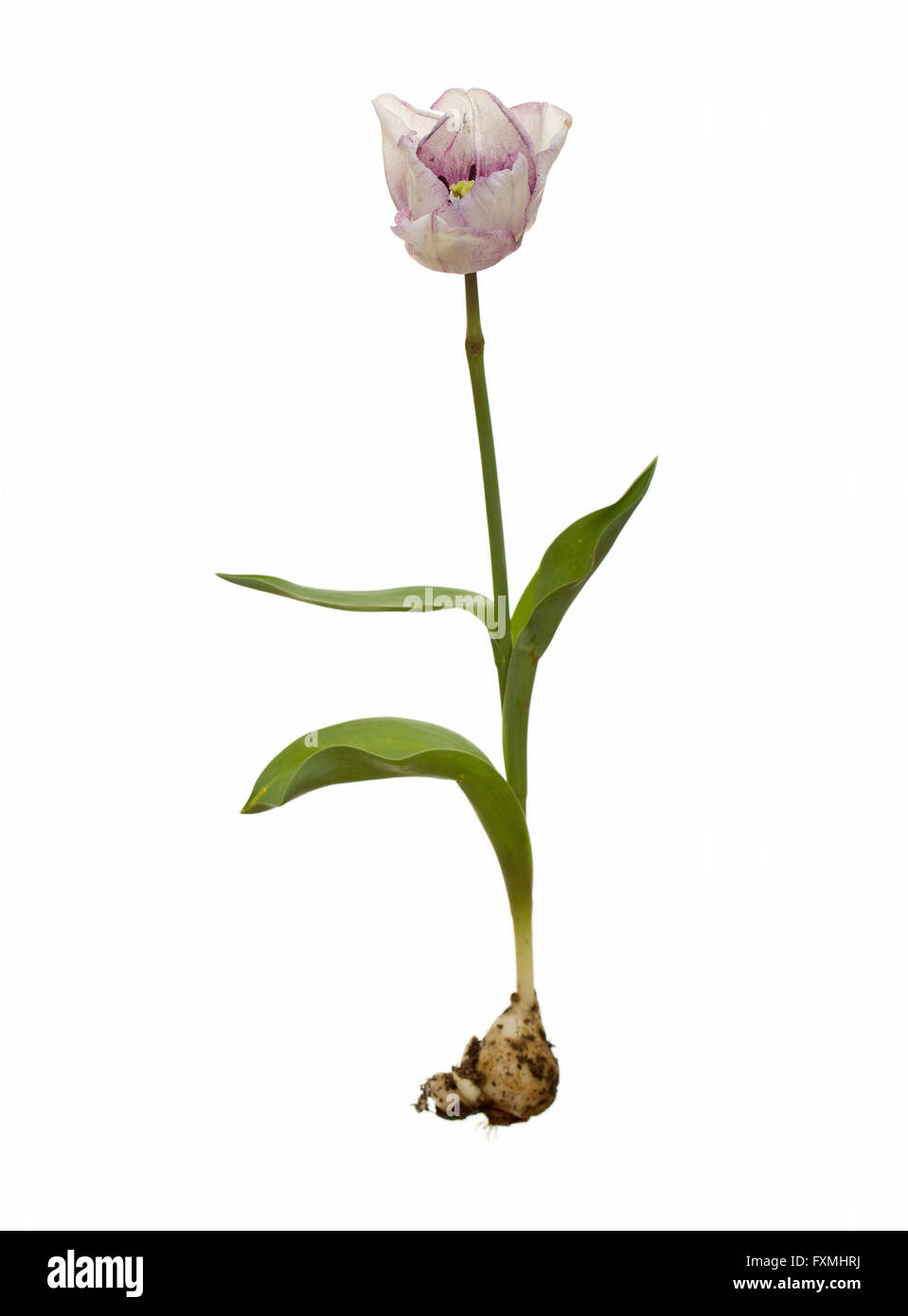 whole purple white tulip on isolated white background cut out Stock Photo