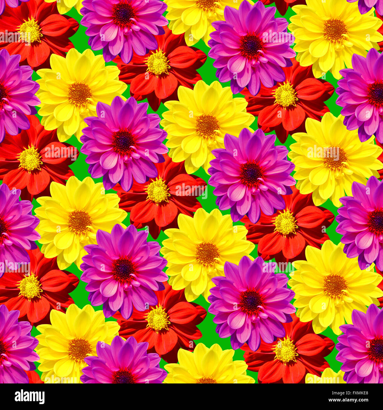 Dahlia Dahlietta mixed colours seamless pattern Stock Photo - Alamy