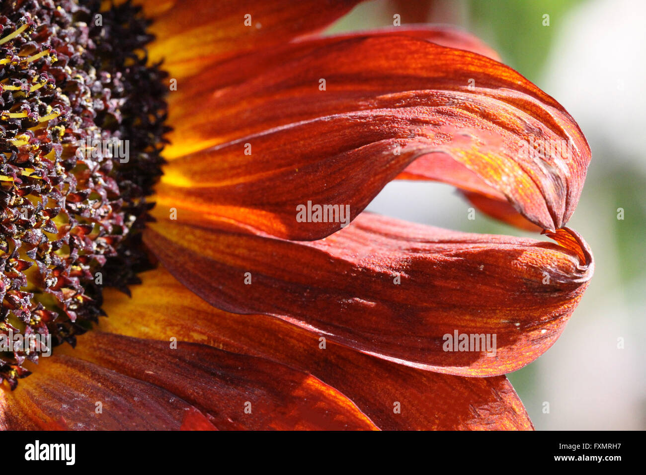 Rust Sunflower Stock Photo