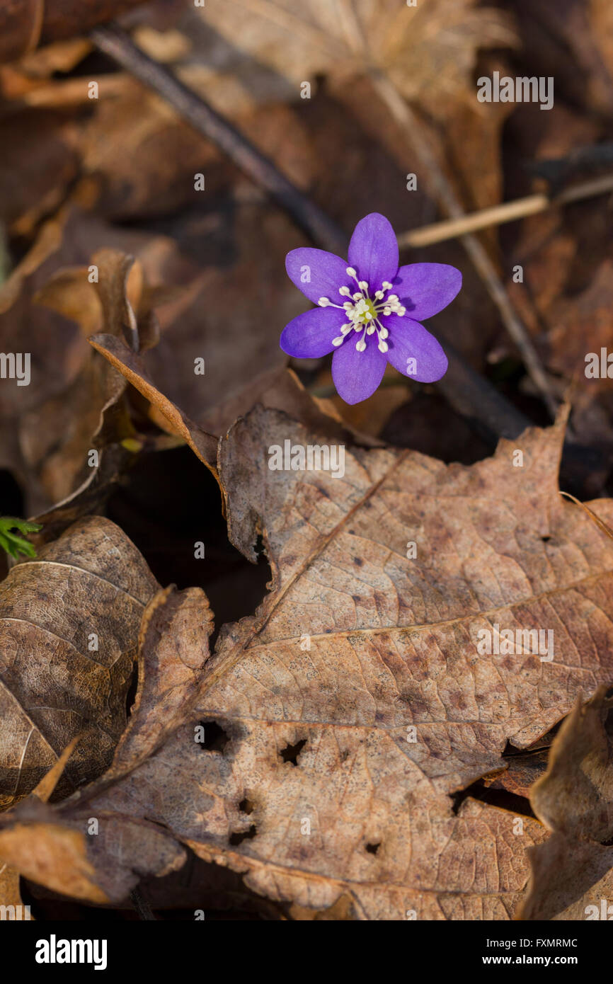 A close-up of a blue hepatica flower Stock Photo