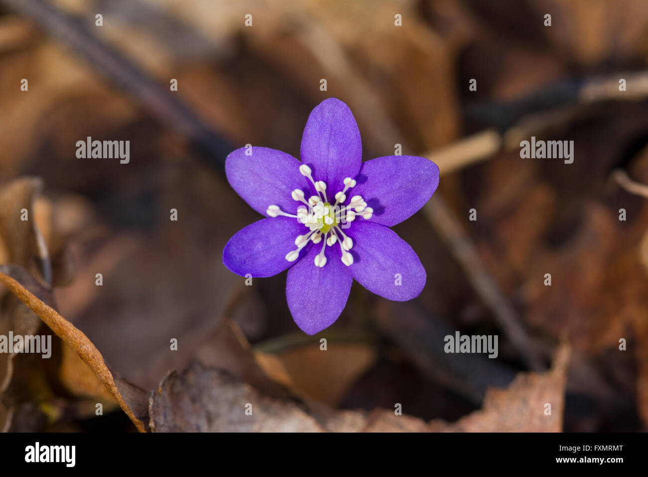A close-up of a blue hepatica flower Stock Photo