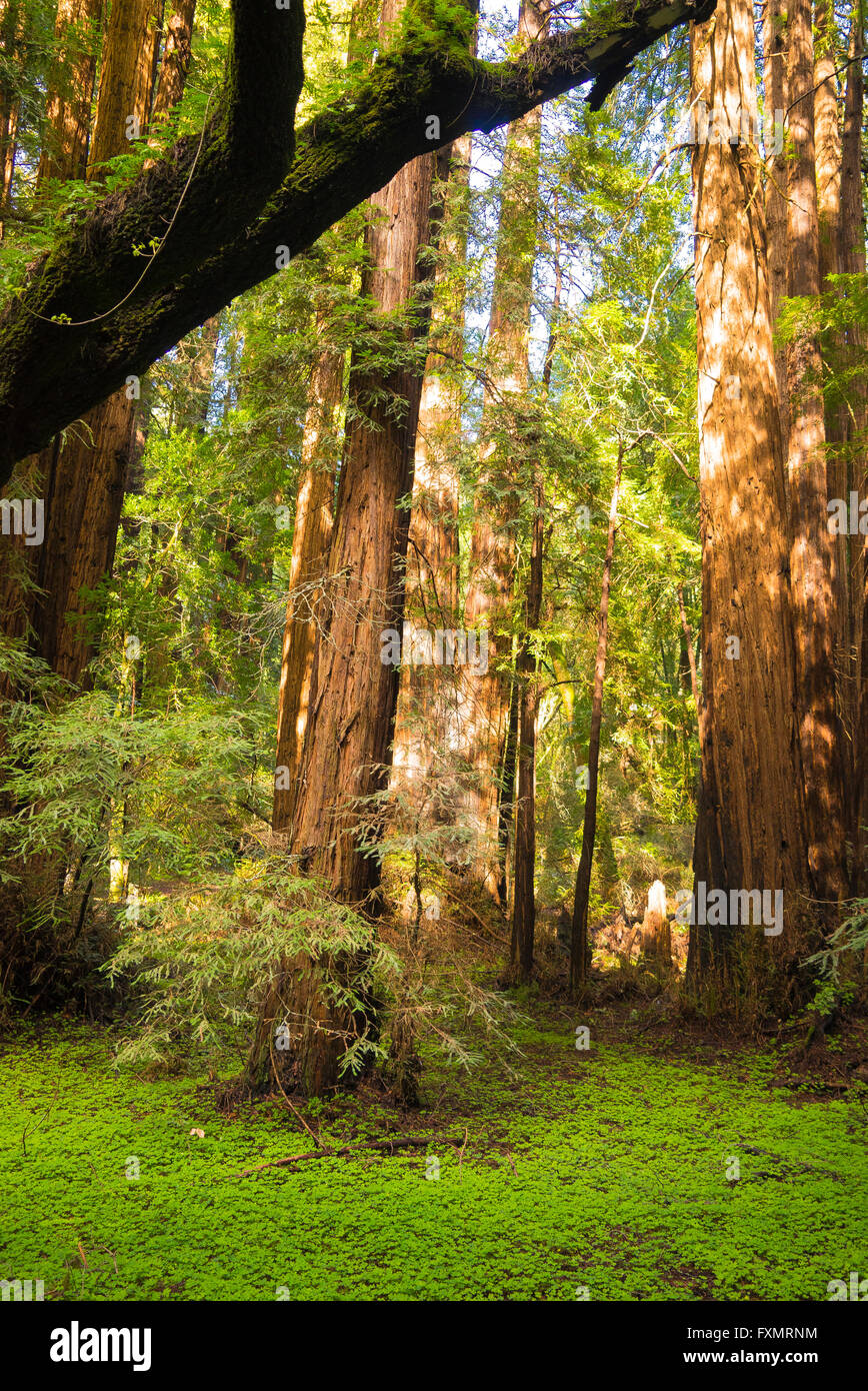 Muir Woods Ancient Redwood Forest,California Stock Photo Alamy