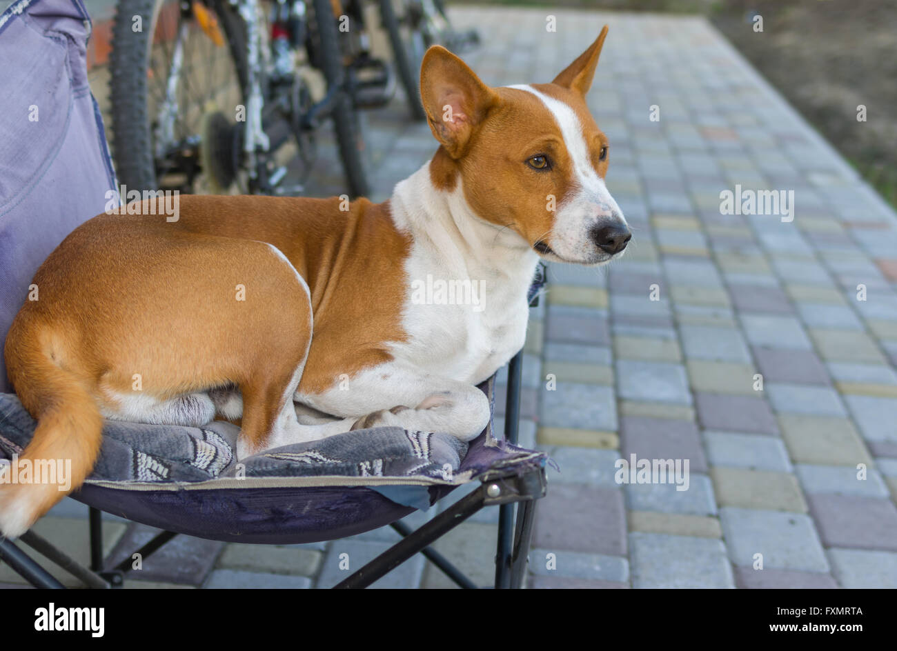 Cute basenji having rest on a back yard sitting in an old collapsible ...