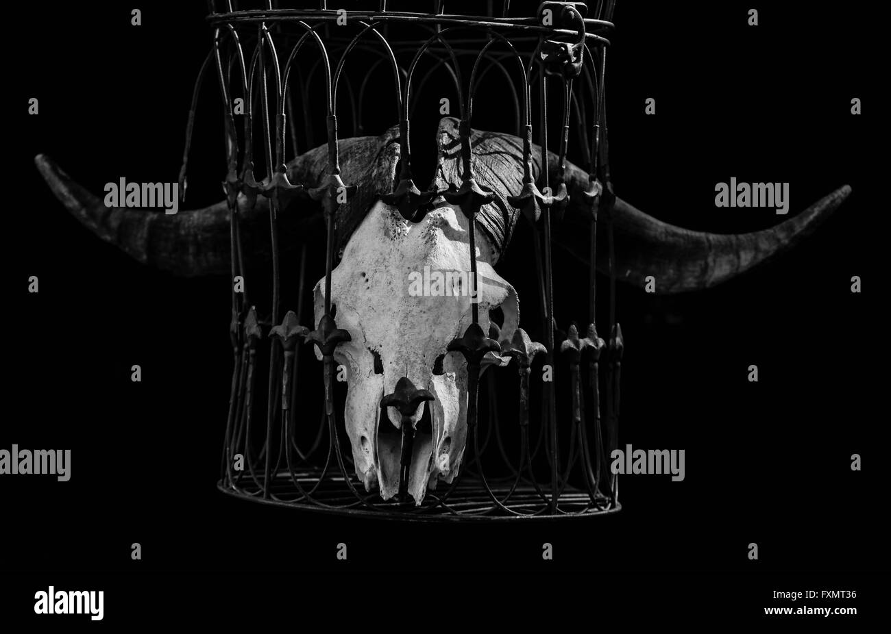 Animal skull with big horns in a cage with a black background in black and white Stock Photo