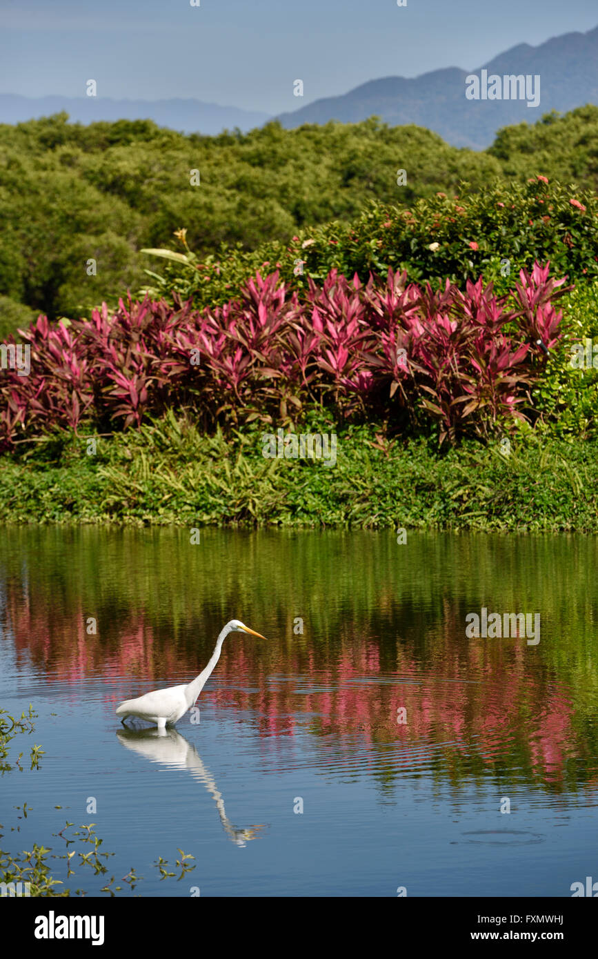 Great White Egret hunting in a pond in the Sierra Madre mountains Mexico Stock Photo