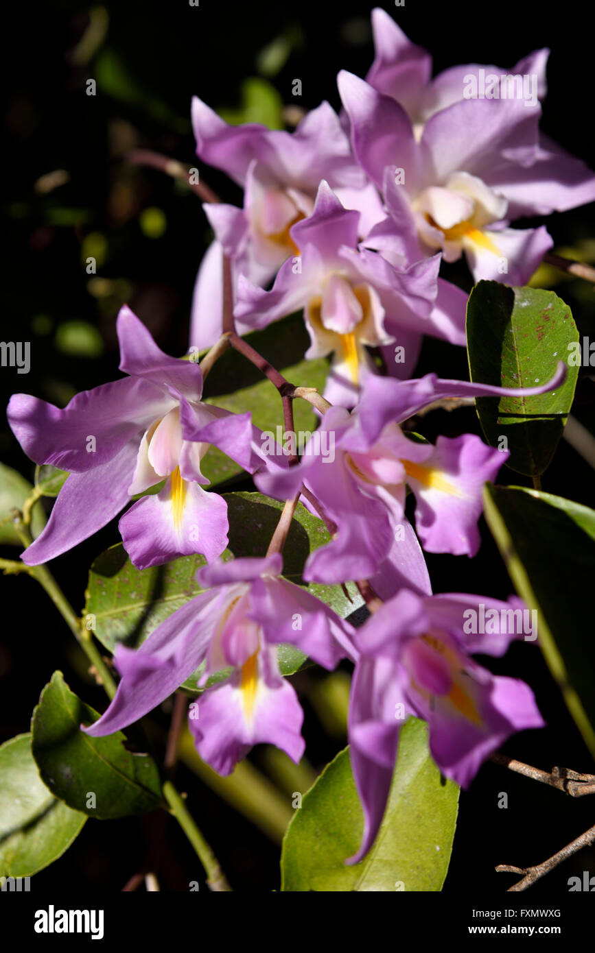 Purple flowered orchid epiphyte growing in an orange tree on a coffee plantation Stock Photo