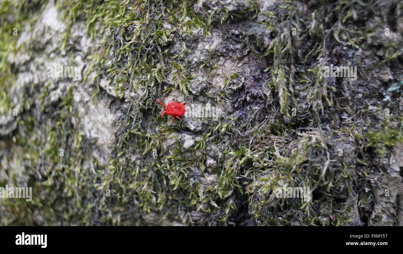 Red velvet beetle mite on tree bark Stock Photo