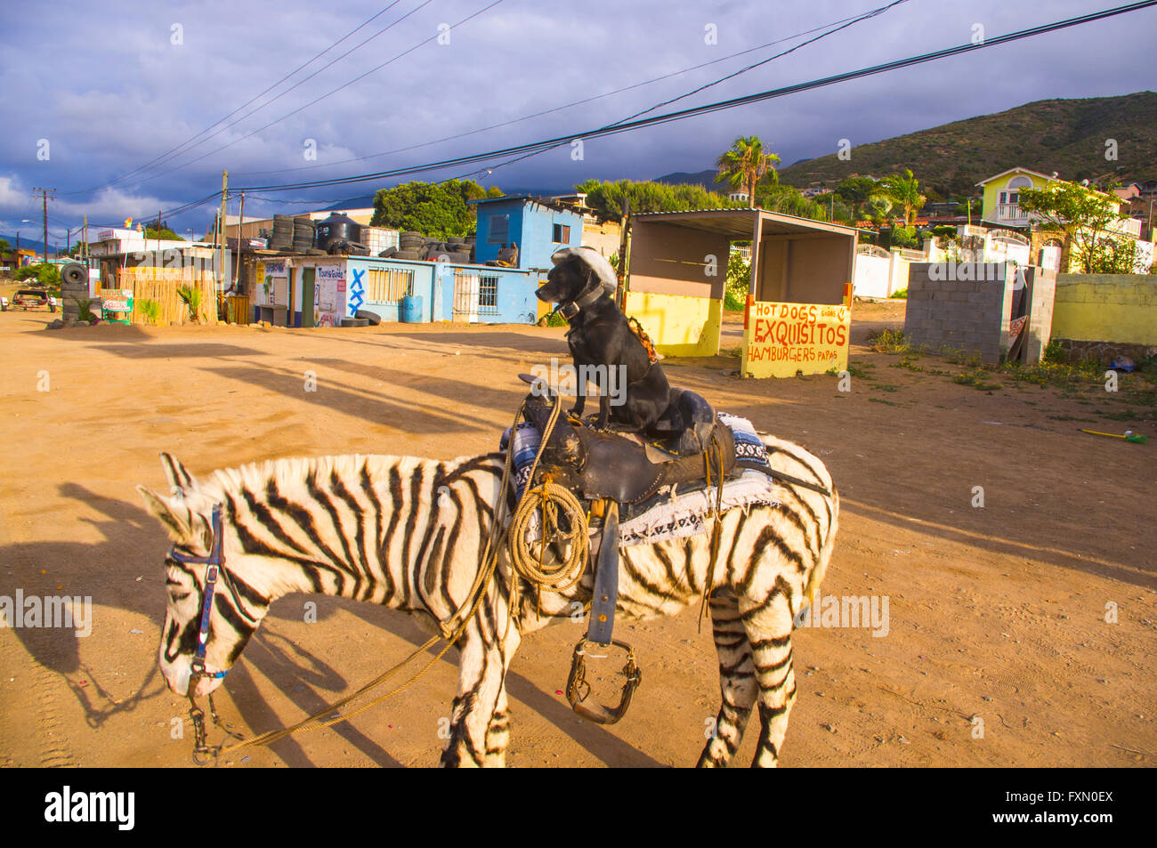Zebra Painted Donkey