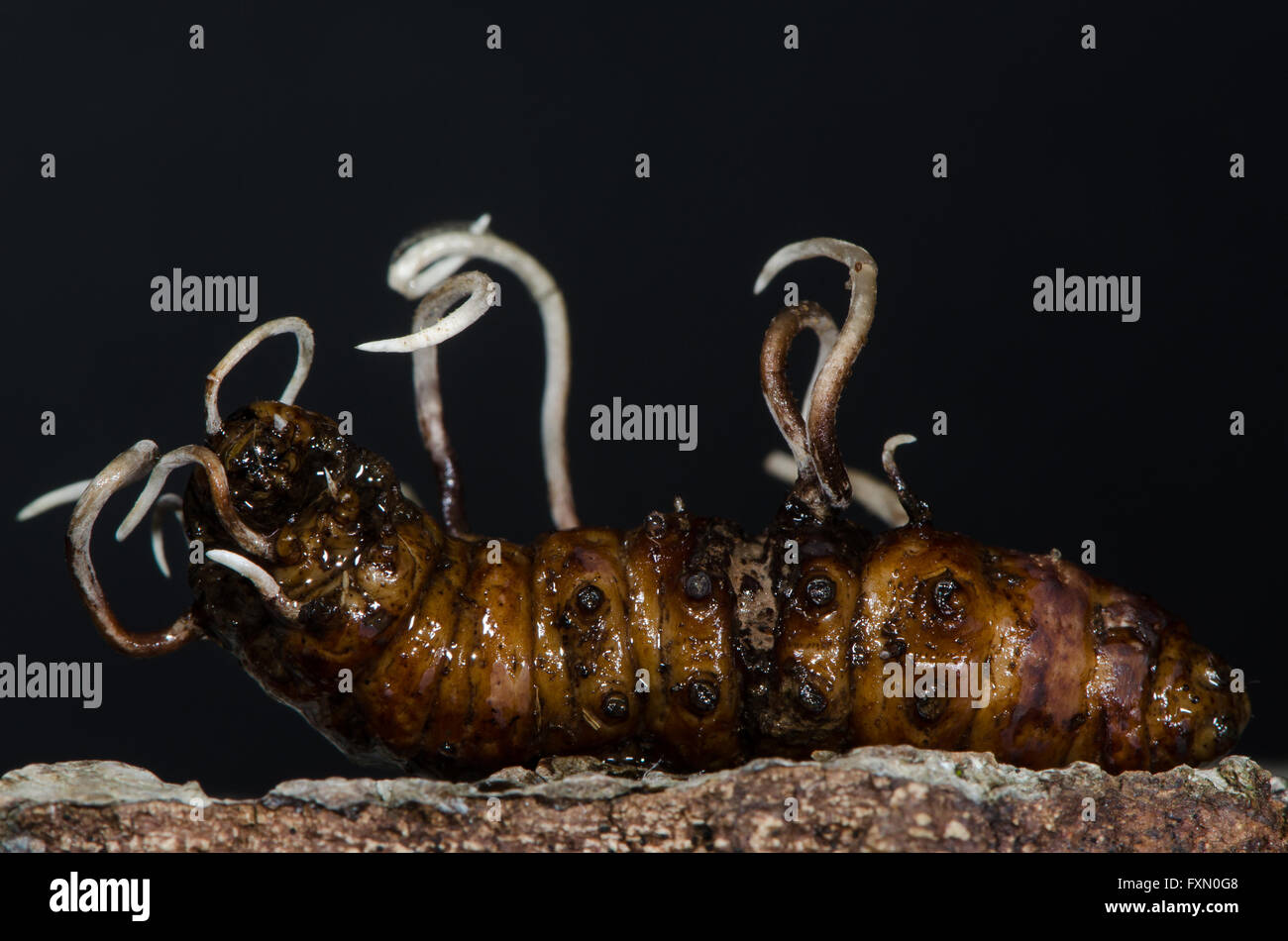 Fungi growing from longhorn beetle  (family Cerambycidae) larva. Undeveloped fertile heads of Cordyceps entomorrhiza Stock Photo
