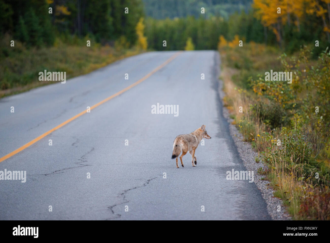 Coyote in Banff Nationalpark, Canis latrans, North American Prairie