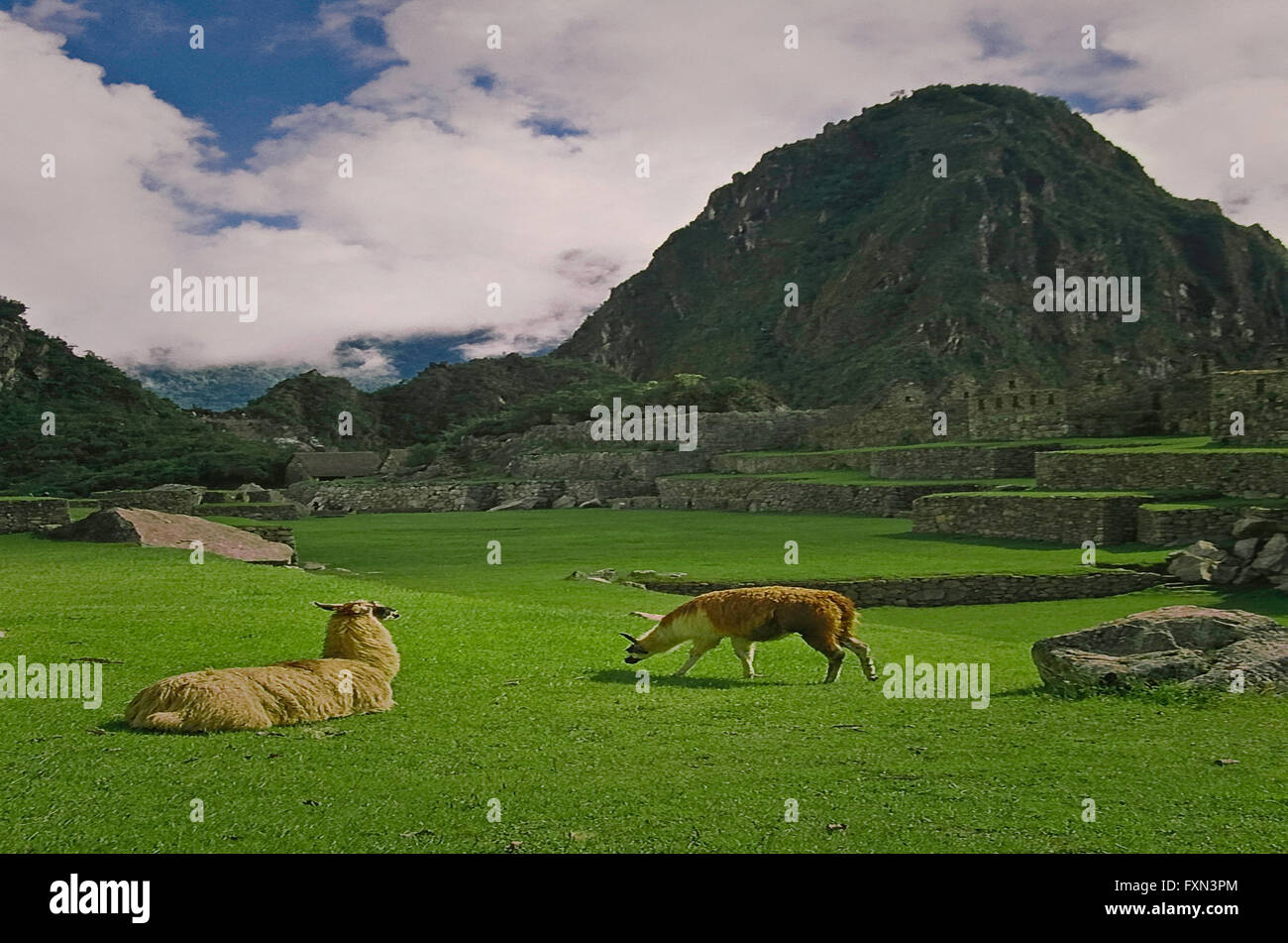 Machu picchu lama people hi-res stock photography and images - Alamy