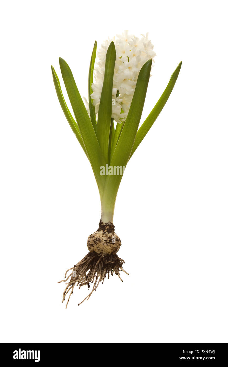 white hyacinth with bulb and roots hyacinthus orientalis Stock Photo