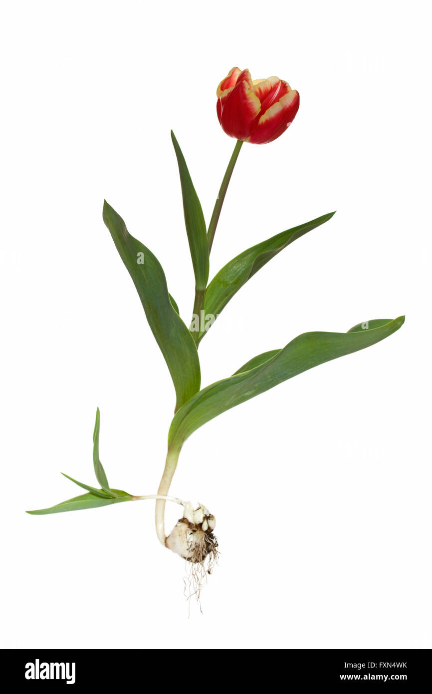 whole apeldoorn elite tulip with bulb Stock Photo