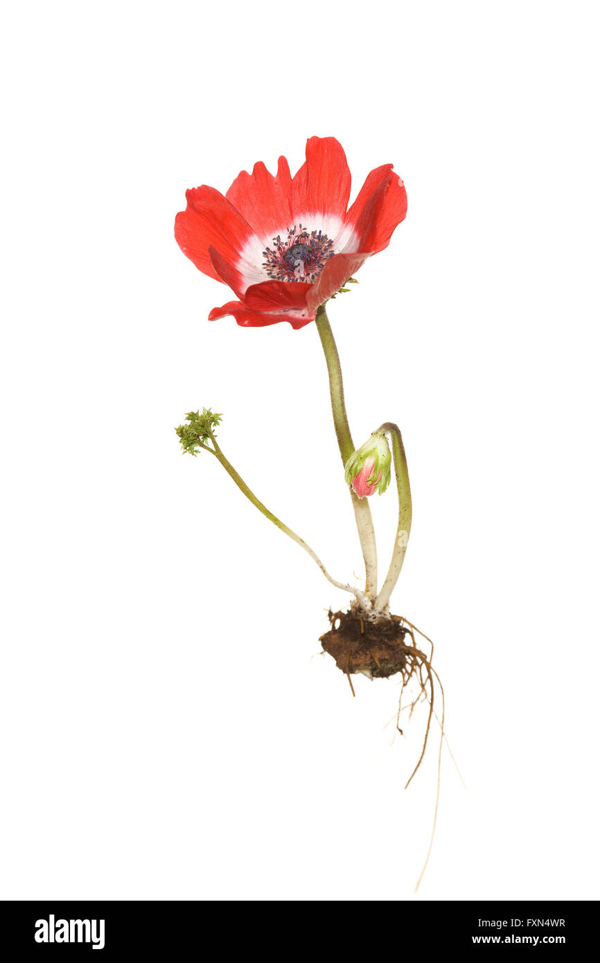 whole anemone hollandia plant on white background cut out Stock Photo