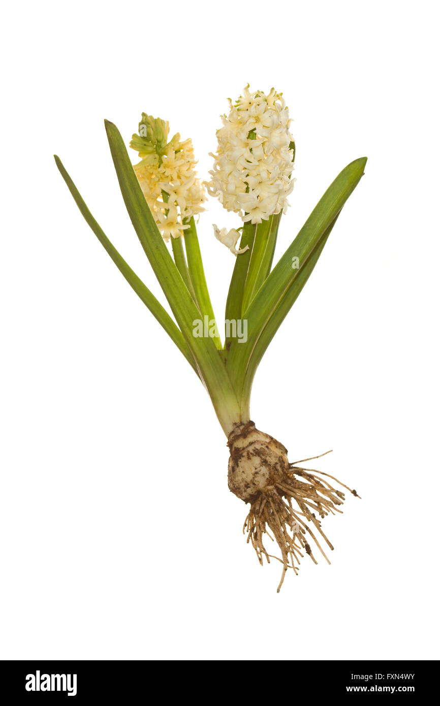 whole white hyacinth with bulb and roots hyacinthus orientalis cut out Stock Photo