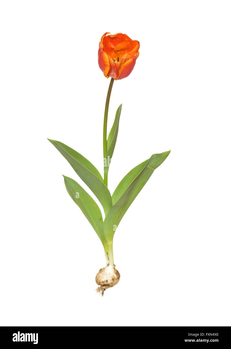 whole tulip christmas orange with bulb Stock Photo