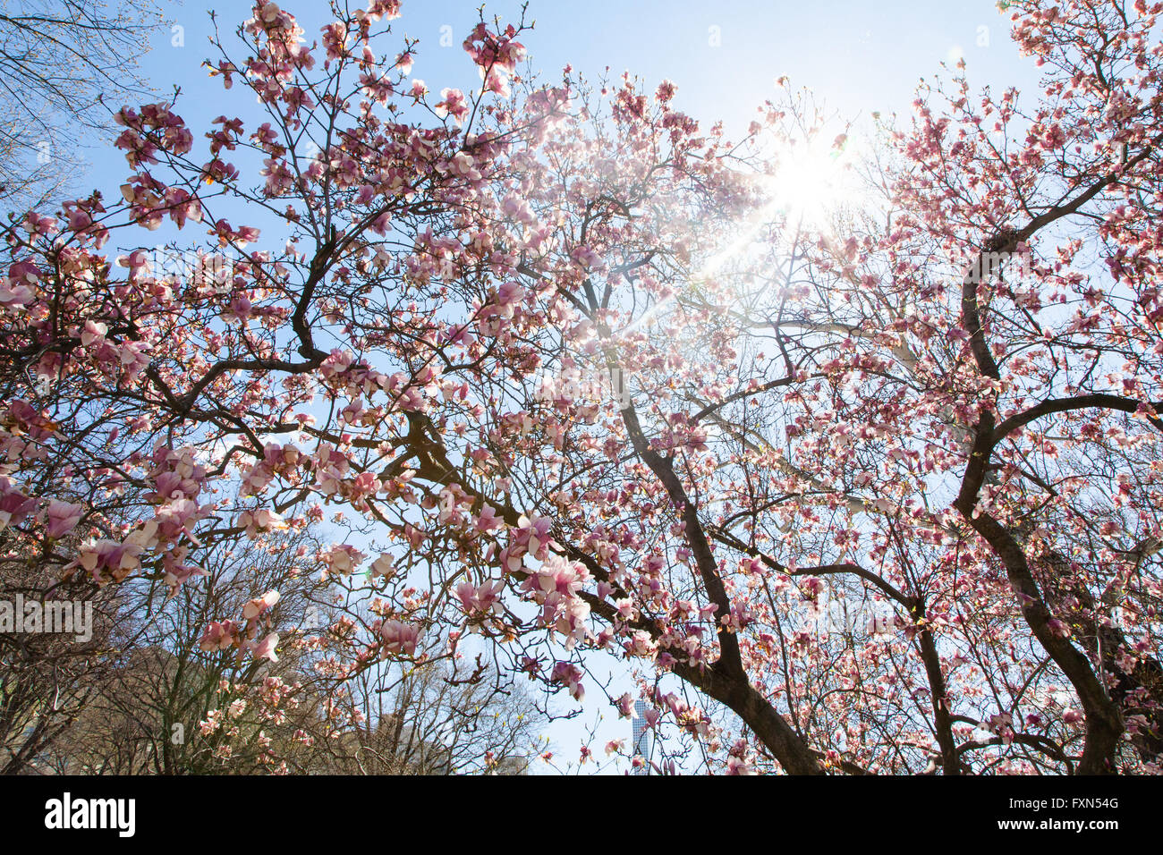 Magnolia tree in central park hi-res stock photography and images - Alamy