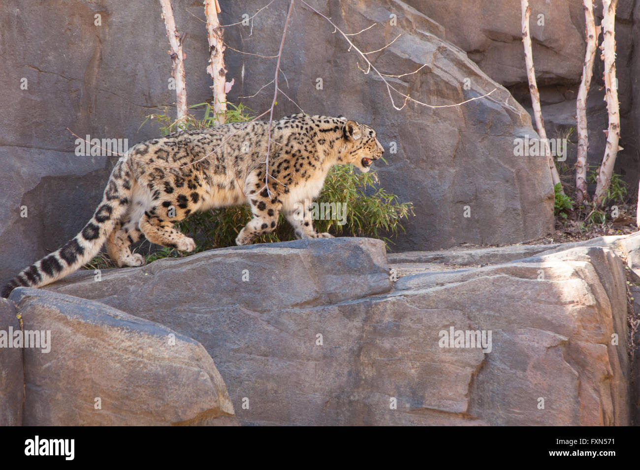A snow leopard in Central Park Zoo, New York City, United States of