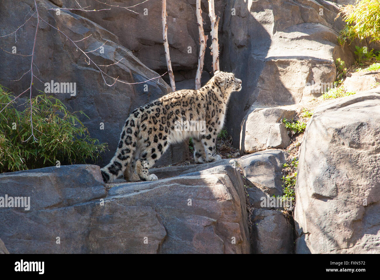 A snow leopard in Central Park Zoo, New York City, United States of