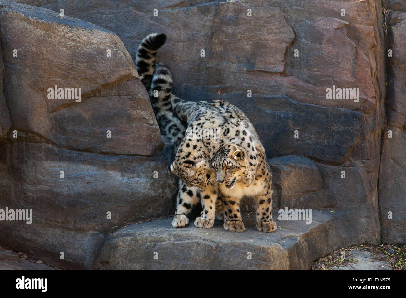 Snow Leopards, Panthera Uncia, Central Park Zoo,Manhattan, New York
