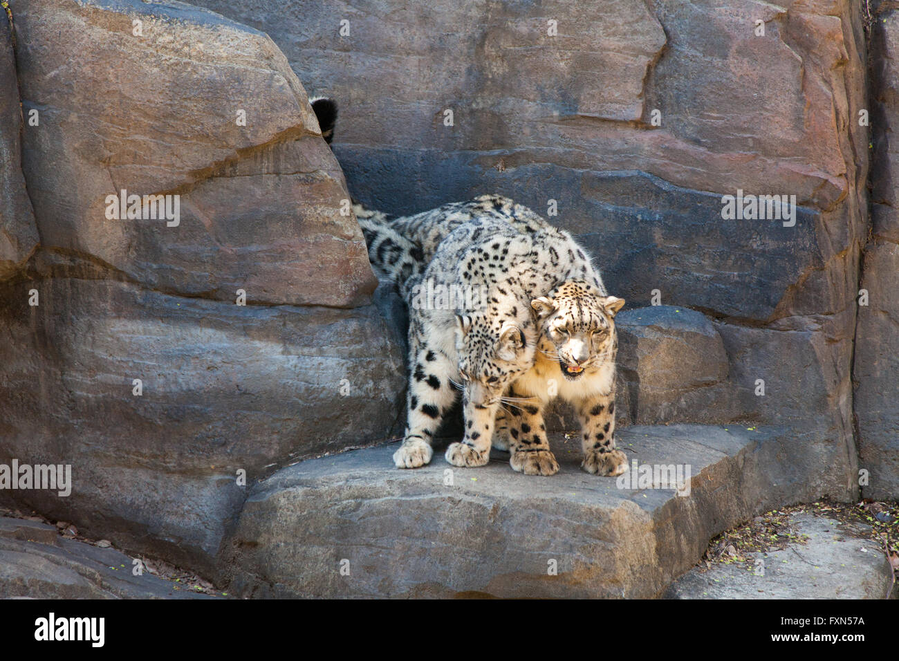 Snow Leopards, Panthera Uncia, Central Park Zoo,Manhattan, New York ...