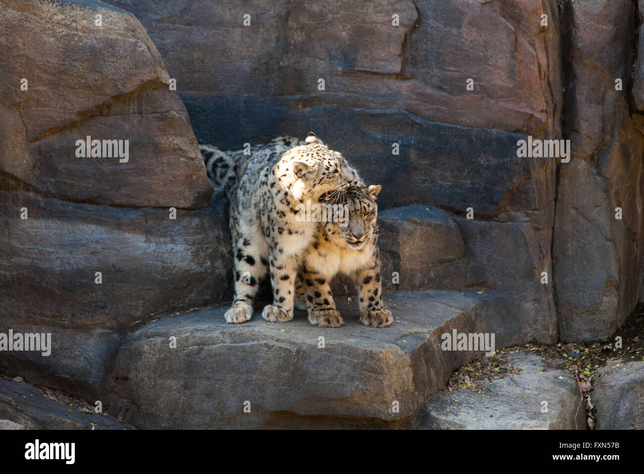 Snow Leopards, Panthera Uncia, Central Park Zoo,Manhattan, New York ...