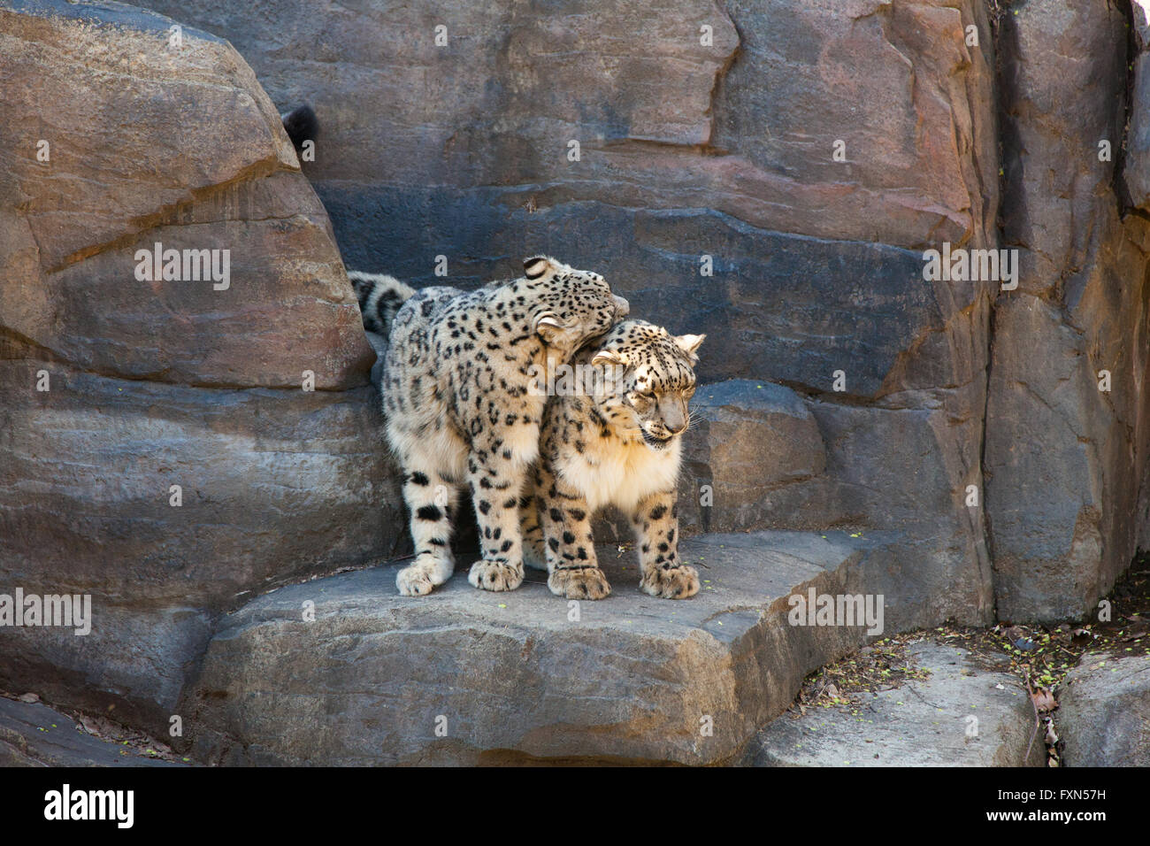 Snow Leopards, Panthera Uncia, Central Park Zoo,Manhattan, New York ...
