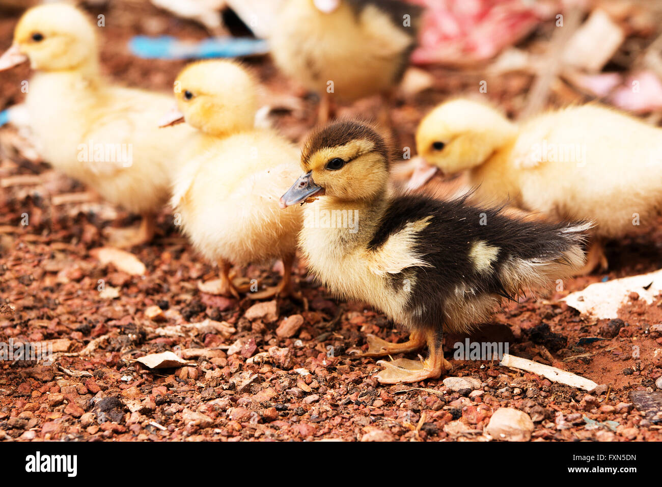 The group of ducklings In the evening Stock Photo Alamy