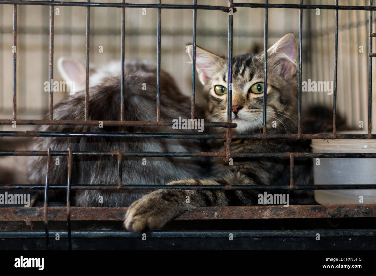blurred kitten in a cage Stock Photo Alamy