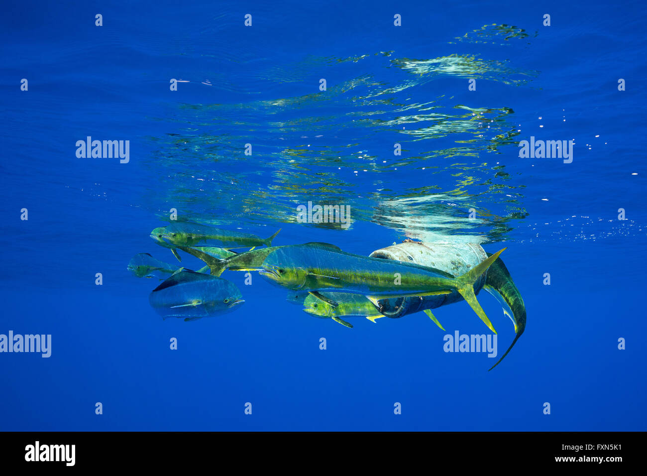 dorado, mahimahi, mahimahi, mahi mahi, or dolphin fish, Coryphaena