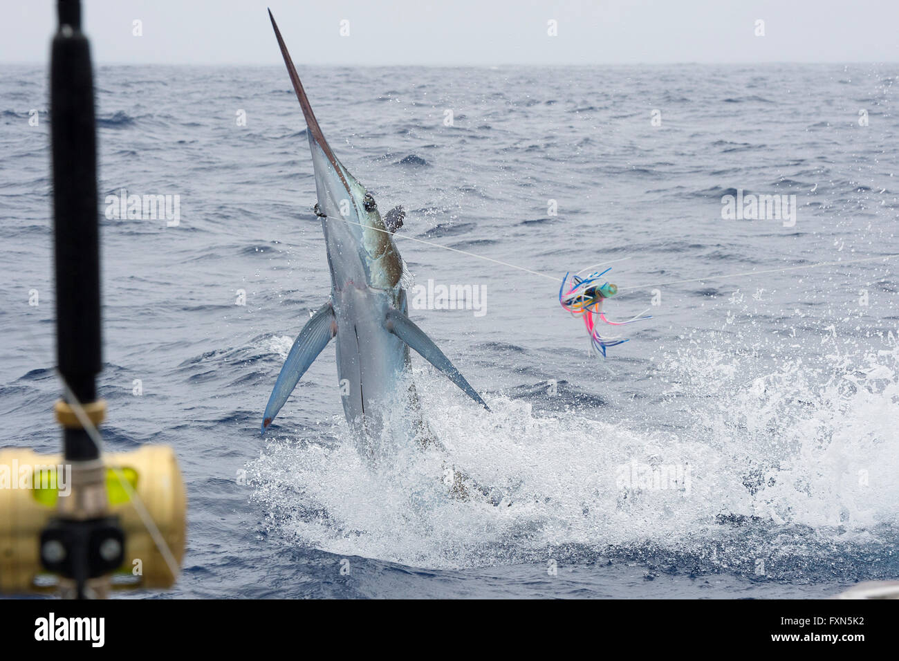 blue marlin, Makaira nigricans, hooked up and jumping, alongside sportfishing vessel, Vava'u, Kingdom of Tonga, South Pacific Stock Photo