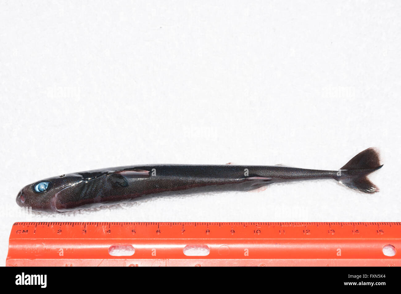 pygmy shark, Euprotomicrus bispinatus (c), one of the smallest species of sharks; this specimen about 15 cm) long; Hawaii Stock Photo