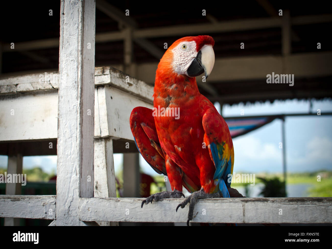 scarlet macaw (Ara macao), Santa Rosa, Peru Stock Photo