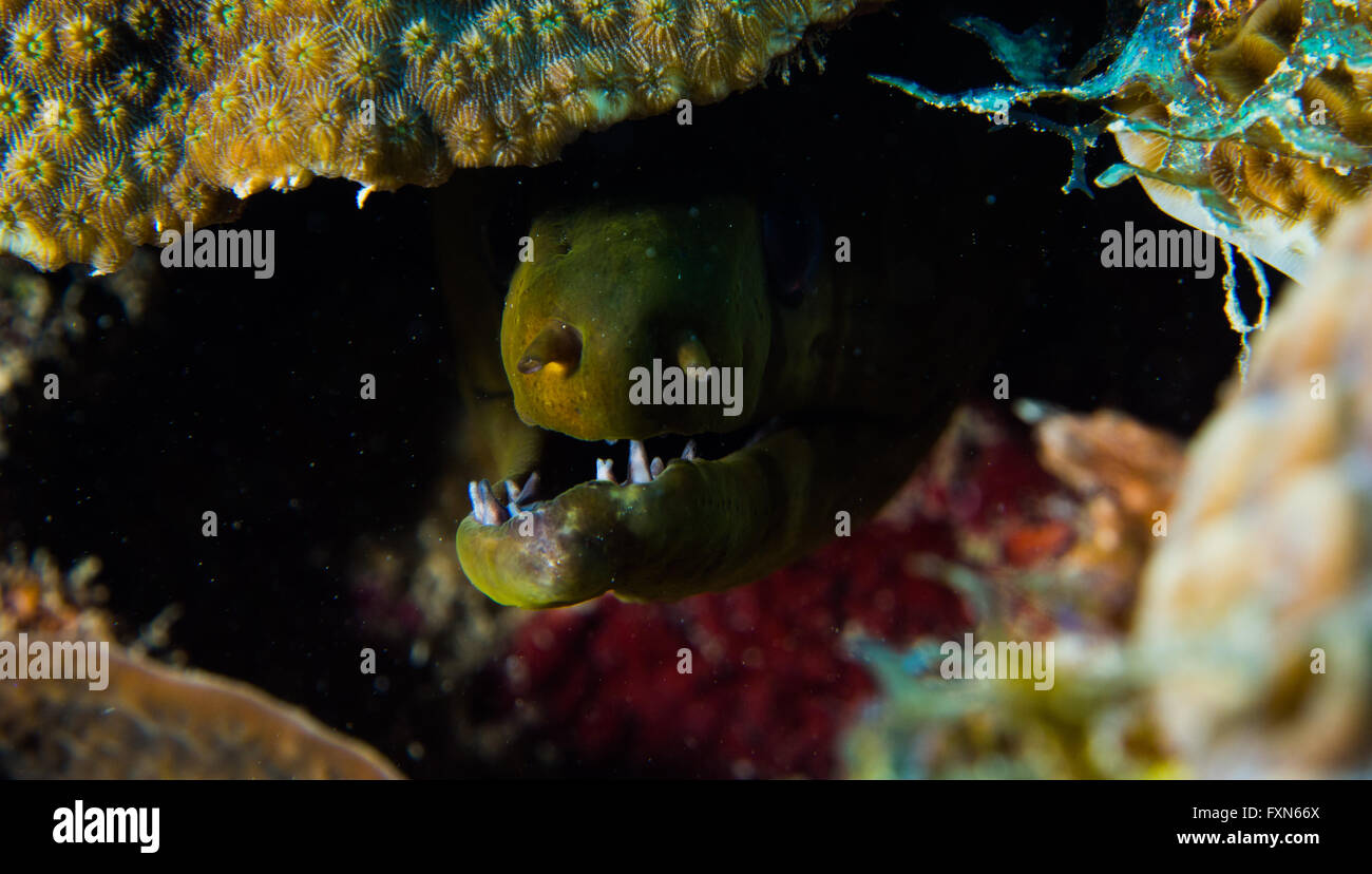 Green Moray Eel Stock Photo - Alamy